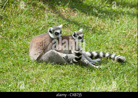 Familie Ring Tailed Lemur Lemuren spielen in der Sonne Stockfoto