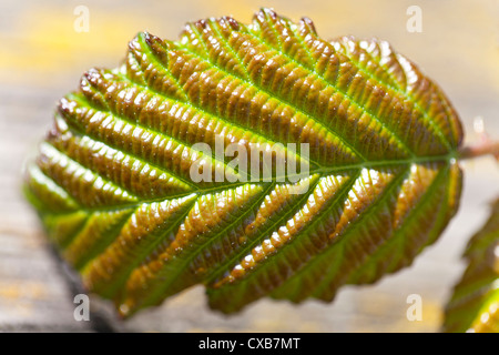 Nahaufnahme eines Blattes Bramble, Bogen Creek Ökologie Park, Newham, London, England, UK. Stockfoto