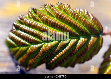 Nahaufnahme eines Blattes Bramble, Bogen Creek Ökologie Park, Newham, London, England, UK. Stockfoto