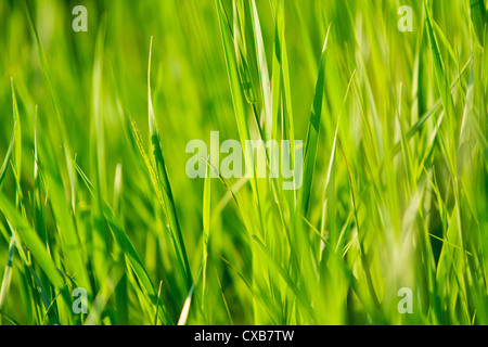 Grass Stockfoto