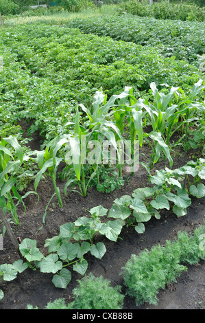verschiedene Gemüse biologisch angebaut Stockfoto