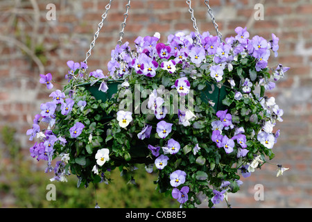 Hängekorb mit Sommerviolas, Großbritannien, Europa Stockfoto