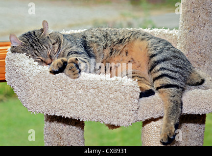 Ein Highlander Lynx Katze schläft auf einem Turm vor einem Fenster. Stockfoto