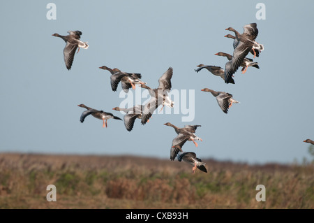 Graugans Anser Anser, kleine Gruppe von Vögel whiffling bis Küste Weidefläche, Norfolk, England, September Stockfoto