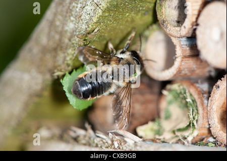 Blatt-Cutter Bee Megachile Centuncularis Eingabe Garten Bug Box mit Blatt Nest Kammer versiegeln Stockfoto