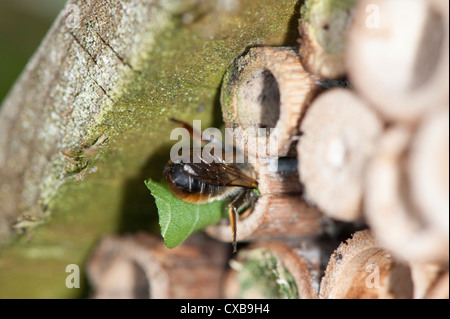 Blatt-Cutter Bee Megachile Centuncularis Eingabe Garten Bug Box mit Blatt Nest Kammer versiegeln Stockfoto