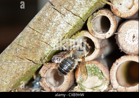 Blatt-Cutter Bee Megachile Centuncularis in einem Garten bug Box aus hohlen Stöcken aus, Stockfoto