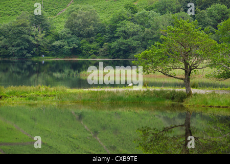 Die Landschaft spiegelt sich in das Stille Wasser der Brüder Wasser im Lake District, Cumbria, England. Stockfoto