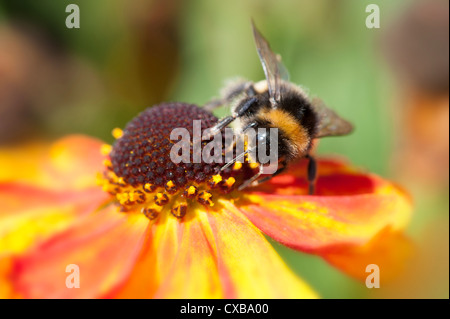 Bumble Bee Pollen auf Rudbeckia Blumen sammeln Stockfoto