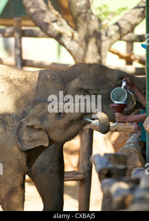 Baby-asiatische Elefanten gefüttert, Uda Walawe Elephant Transit Home, Sri Lanka, Asien Stockfoto