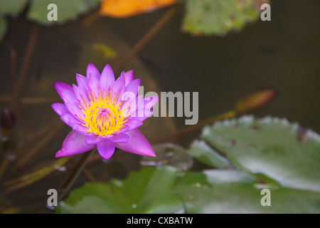 Blaue Sterne Seerose (blaue Lotusblume) (Nymphaea Stellata), nationale Blume von Sri Lanka, Asien Stockfoto