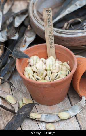 Garten Stillleben mit getrockneten Bohnen Schoten mit reifen Samen bereit für die nächste Saison Stockfoto