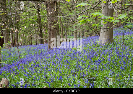 Glockenblumen in Middleton Wäldern in der Nähe von Ilkley, West Yorkshire, Yorkshire, England, Vereinigtes Königreich, Europa Stockfoto