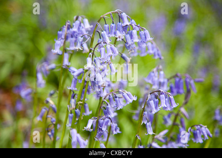 Glockenblumen in Middleton Wäldern in der Nähe von Ilkley, West Yorkshire, Yorkshire, England, Vereinigtes Königreich, Europa Stockfoto