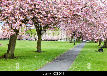 Kirschblüte auf The Stray im Frühjahr, Harrogate, North Yorkshire, Yorkshire, England, Vereinigtes Königreich, Europa Stockfoto