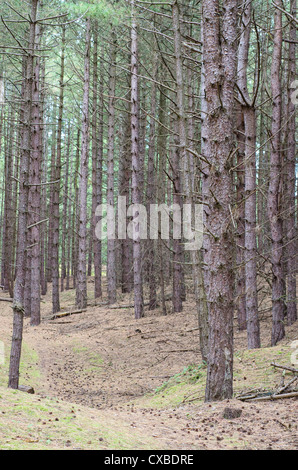 Küsten-Kiefer Wald, gegründet auf Reife Dünen, Holkham National Nature Reserve Norfolk, Stockfoto