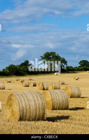Englisch ernten-Szene mit Rundballen auf Stoppelfeld, Land Hecke in Ferne, Norfolk, England September Stockfoto