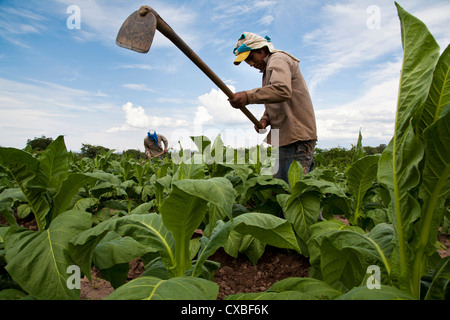 Mitarbeiter in einer Tabak-Plantage in der Nähe von Salta, Provinz Salta, Argentinien. Stockfoto