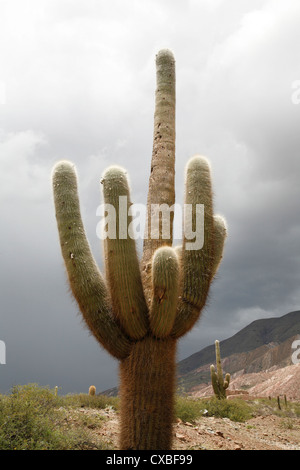 Kaktus in Los Cardones Nationalpark, Provinz Salta, Argentinien. Stockfoto