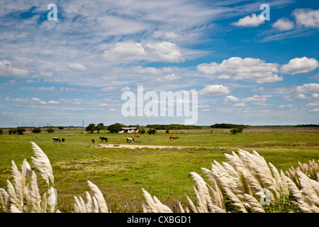 Typische Landschaft der Region Pampa, Argentinien. Stockfoto