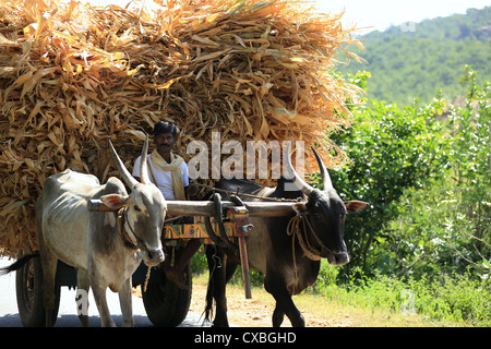 Ochsenkarren auf der Landstraße Andhra Pradesh in Indien Stockfoto