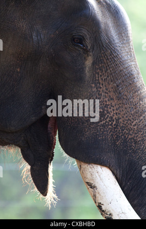 Nahaufnahme des Gesichts eines indischen Elefanten, Elephas Maximus, Chitwan Nationalpark, Nepal Stockfoto