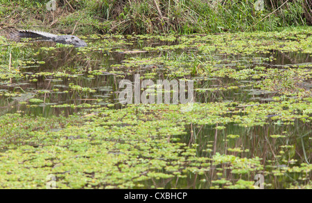 Mugger-Krokodil, Crocodylus Palustris, Chitwan Nationalpark, Nepal Stockfoto