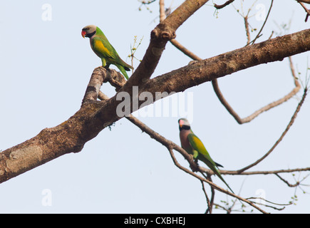 Red-breasted Sittich, geflohen Alexander, Nepal Stockfoto