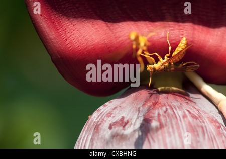 Oriental Yellow Paper Wasp (Polistes Olivaceus) auf einer Banane Blume, Chitwan, Nepal Stockfoto