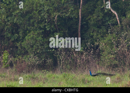 Männlichen Pfauen (Pfau), Pavo Cristatus, Chitwan Nationalpark, Nepal Stockfoto