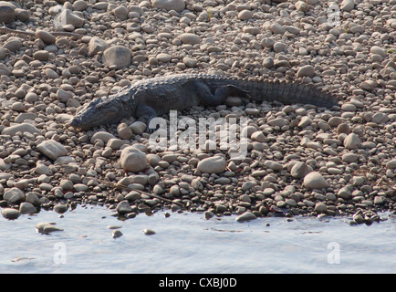 Mugger-Krokodil, Crocodylus Palustris, Bardia Nationalpark, Nepal Stockfoto