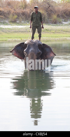 Nepali Ranger stehen auf einem Elefanten in einem Fluss, Bardia Nationalpark, Nepal Stockfoto