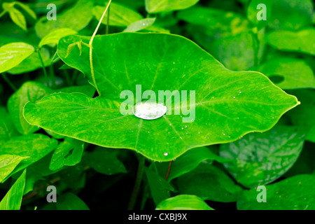 Die morgendliche Dusche, so dass eine schöne Parttern auf Arrowleaf; auch der Elefant genannt Ohr Blatt Stockfoto