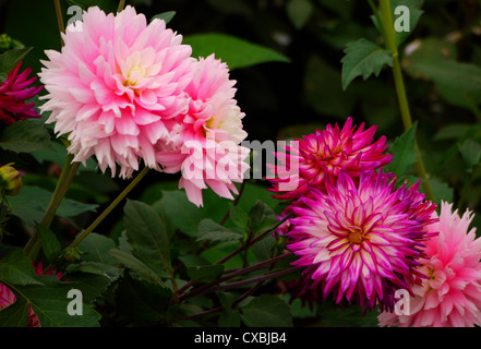 Rosa, lila, Fuchsia Dahlien blühen Stockfoto