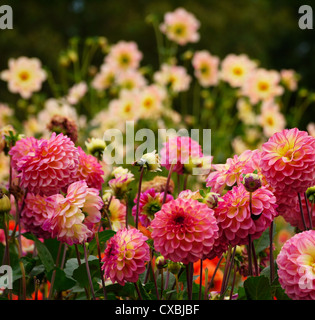 Rosa Ball Typ Dahlien mit weißen Dahlien im Hintergrund Stockfoto