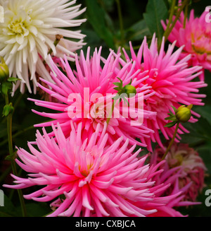 Rosa und weiße Dahlien blühen Stockfoto