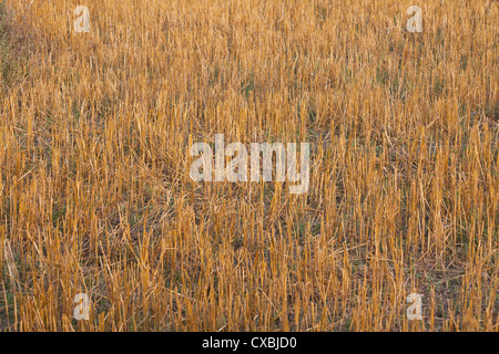 Weizenfeld, nachdem es geerntet wurde, Bardiya, Nepal Stockfoto