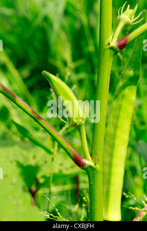 Okra-Pflanze oder Lady es Finder oder gumbo Stockfoto