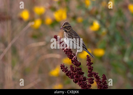 Savannah Sparrow (Passerculus Sandwichensis) am Werk in Nanaimo Flussmündung, Vancouver Island, BC, Kanada im September Stockfoto