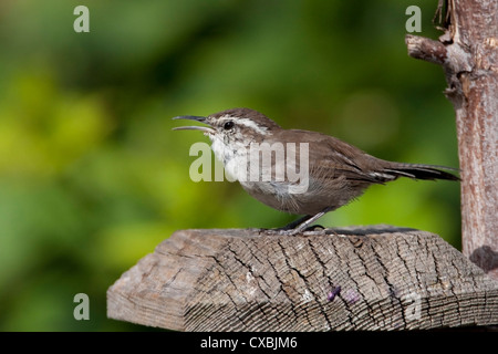 Bewick ´s Wren (Thryomanes Bewickii) singen thront auf einem Pfosten in Nanaimo, Vancouver Island, BC, Kanada im September Stockfoto