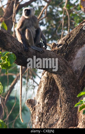 Nepal grau Languren, Semnopithecus Schistaceus, Bardia Nationalpark, Nepal Stockfoto