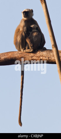 Nepal grau Languren, Semnopithecus Schistaceus, Bardia Nationalpark, Nepal Stockfoto