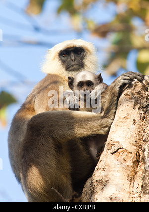 Nepal grau Languren, Semnopithecus Schistaceus, Bardia Nationalpark, Nepal Stockfoto