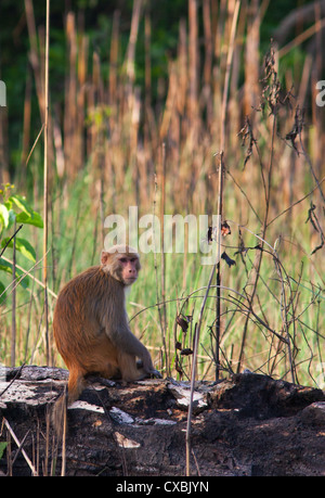 Rhesus-Makaken, Macaca Mulatta, Bardia Nationalpark, Nepal Stockfoto