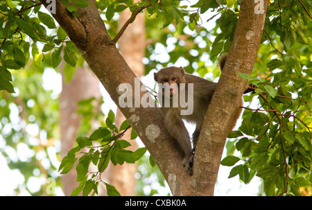 Rhesus-Makaken, Macaca Mulatta, Bardia Nationalpark, Nepal Stockfoto