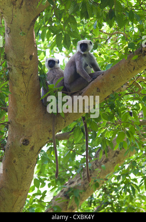 Nepal grau Languren, Semnopithecus Schistaceus, Bardia Nationalpark, Nepal Stockfoto