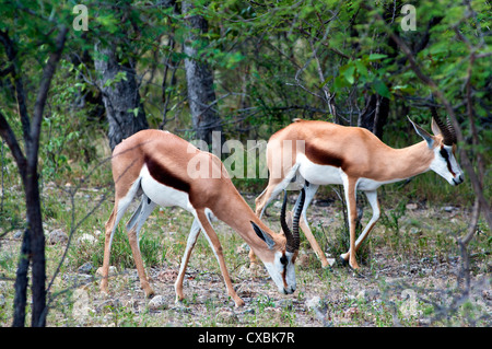 Springbock (Antidorcas Marsupialis), Namibia, Afrika Stockfoto