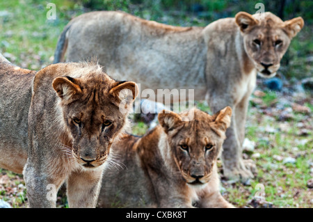 Junge Löwen (Panthera Leo), Namibia, Afrika Stockfoto