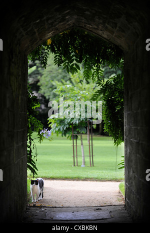 Eine Katze von einem Steinbogen in einen englischen Garten UK Stockfoto