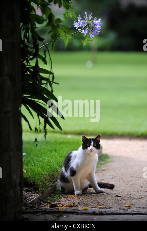 Eine Katze von einem Steinbogen in einen englischen Garten UK Stockfoto